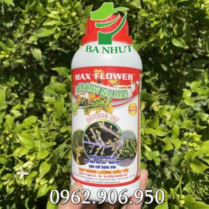 phân bón max flower Dưỡng nụ mập mạp, hoa mai nở lâu, hạn chế rụng hoa