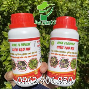 Siêu tạo nụ mai vàng