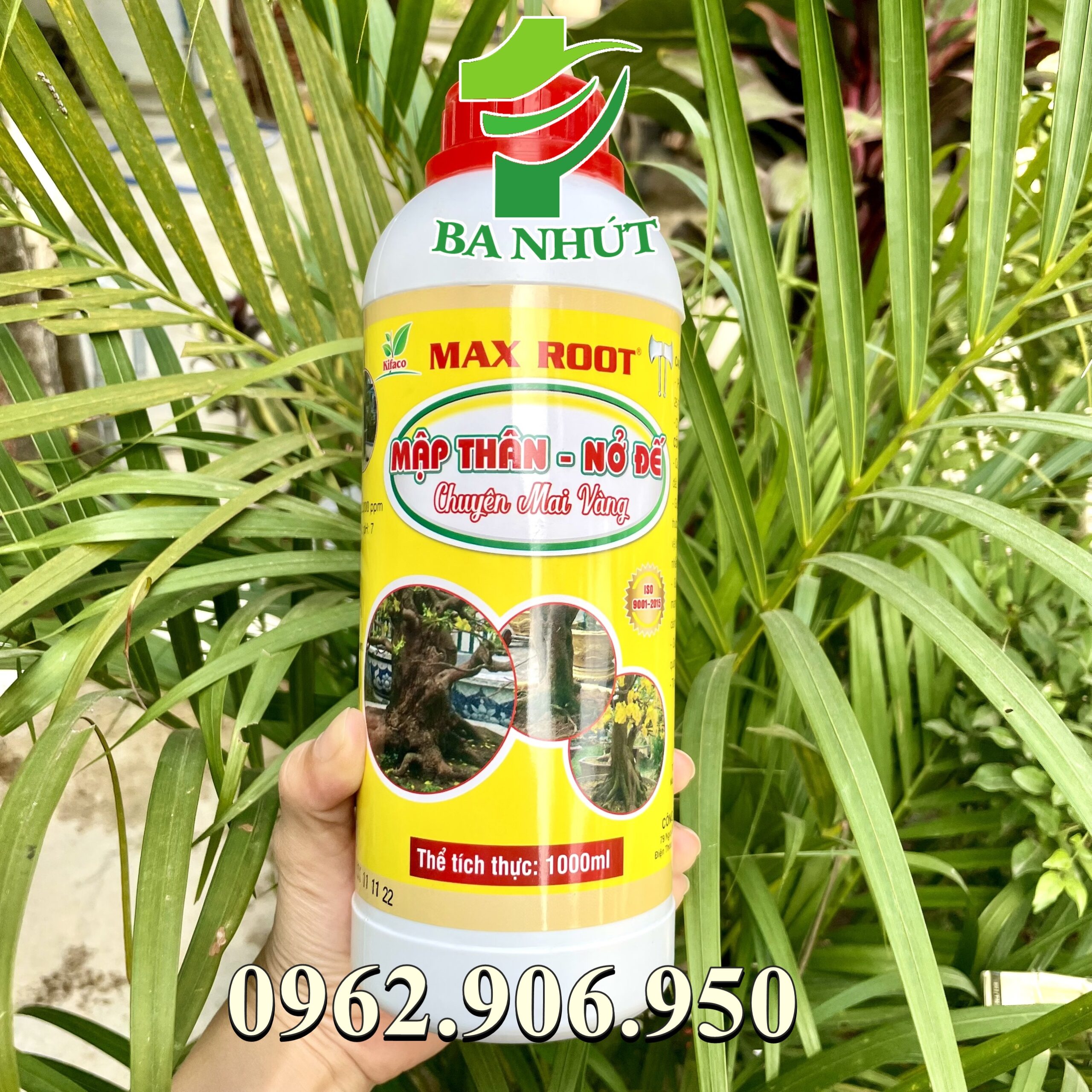 Phân bón MAX ROOT – MẬP THÂN NỞ ĐẾ CHUYÊN MAI VÀNG Giúp bộ rễ phát triển mạnh, gia tăng kích thước bộ rễ, nở đế cho mai. Đặc biệt là bảo vệ bộ rễ trong điều kiện đất bị nhiễm phèn, nhiễm mặn.