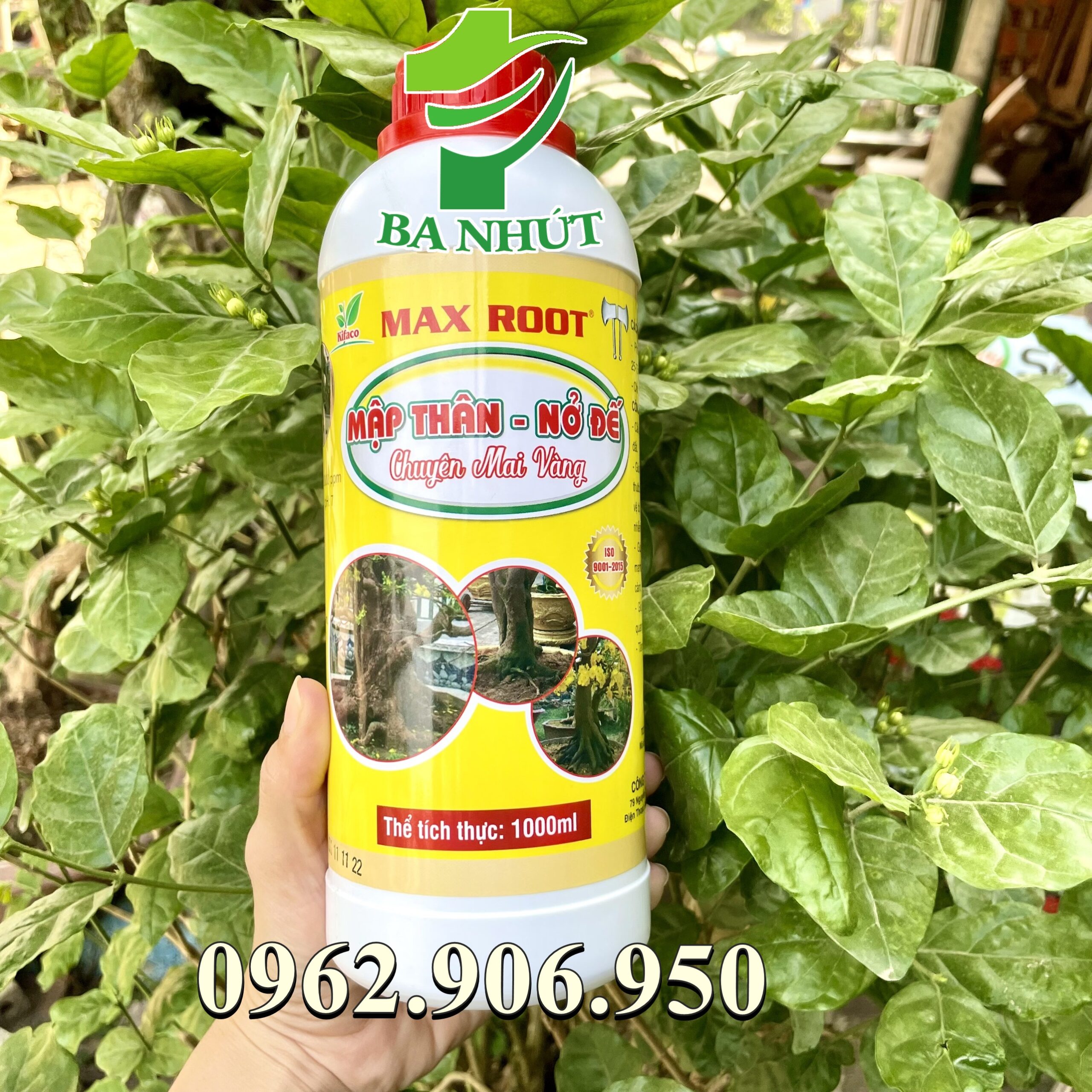 Phân bón MAX ROOT – MẬP THÂN NỞ ĐẾ CHUYÊN MAI VÀNG Giúp bộ rễ phát triển mạnh, gia tăng kích thước bộ rễ, nở đế cho mai. Đặc biệt là bảo vệ bộ rễ trong điều kiện đất bị nhiễm phèn, nhiễm mặn.