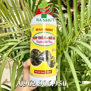 Phân bón MAX ROOT – MẬP THÂN NỞ ĐẾ CHUYÊN MAI VÀNG