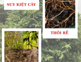 thối gốc do vi khuẩn, nấm phytopthora