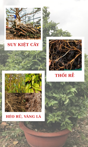 thối gốc do vi khuẩn, nấm phytopthora